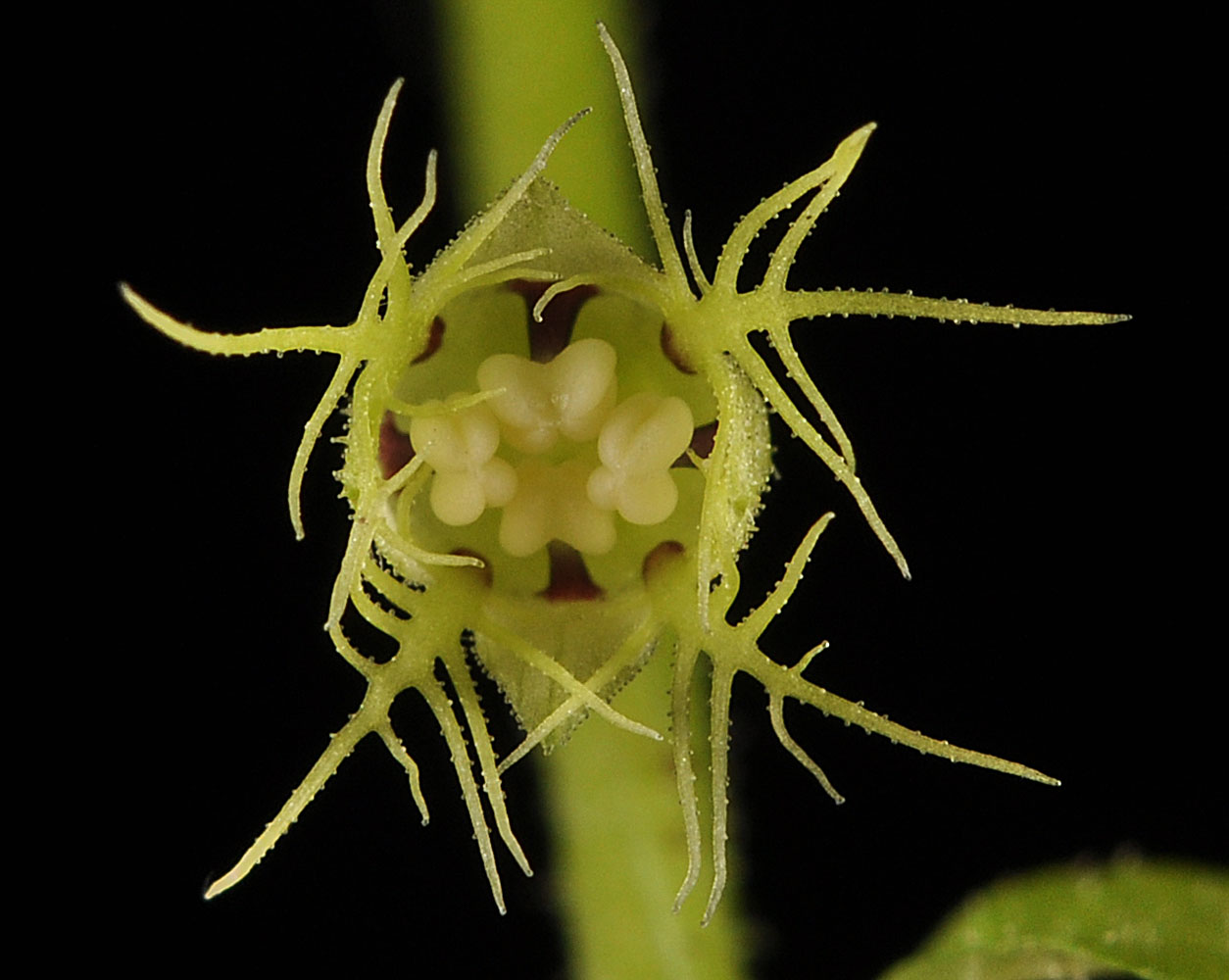 Flora of Eastern Washington Image: Mitellastra caulescens