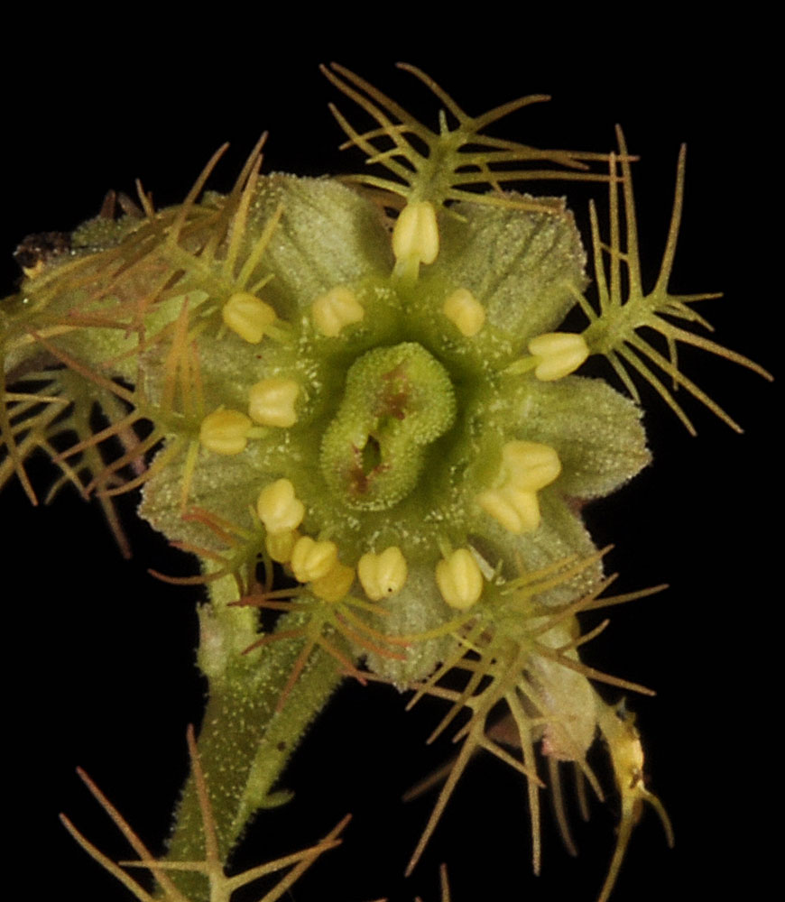 Flora of Eastern Washington Image: Mitella nuda