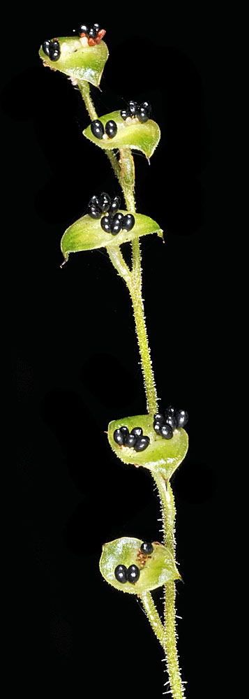 Flora of Eastern Washington Image: Mitella nuda