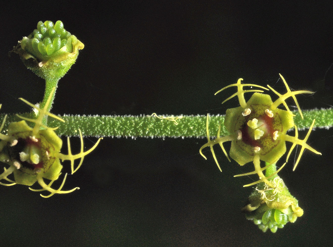 Flora of Eastern Washington Image: Pectiantia pentandra
