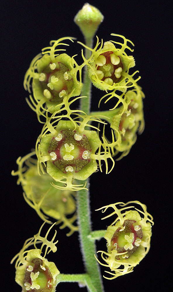 Flora of Eastern Washington Image: Mitella pentandra