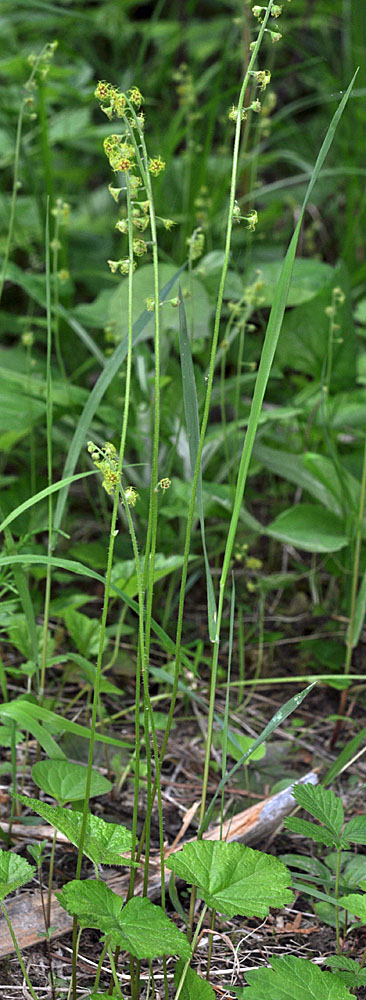 Flora of Eastern Washington Image: Mitella pentandra