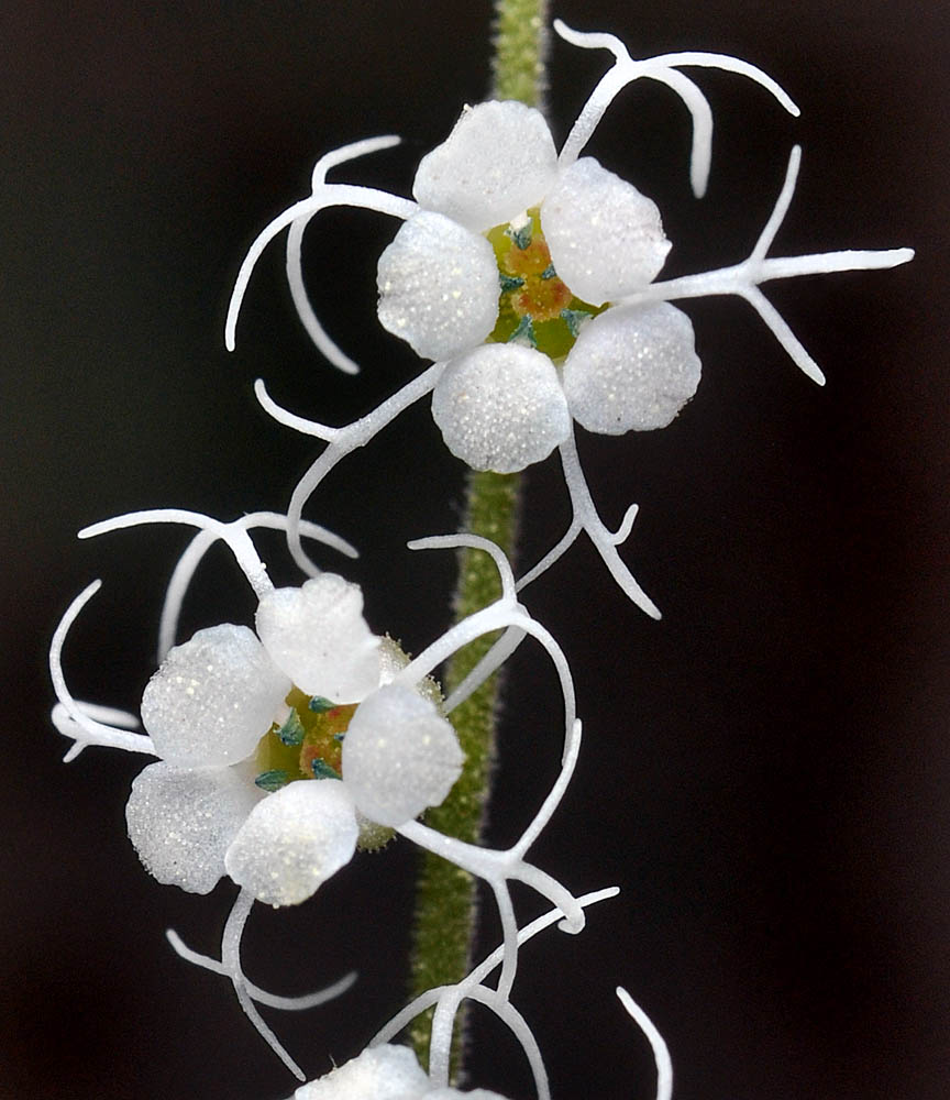 Flora of Eastern Washington Image: Mitella stauropetala