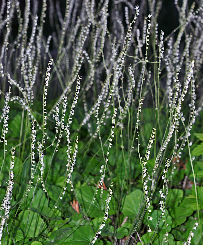 Flora of Eastern Washington Image: Ozomelis stauropetala