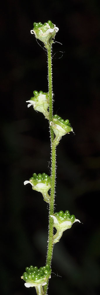 Flora of Eastern Washington Image: Mitella trifida
