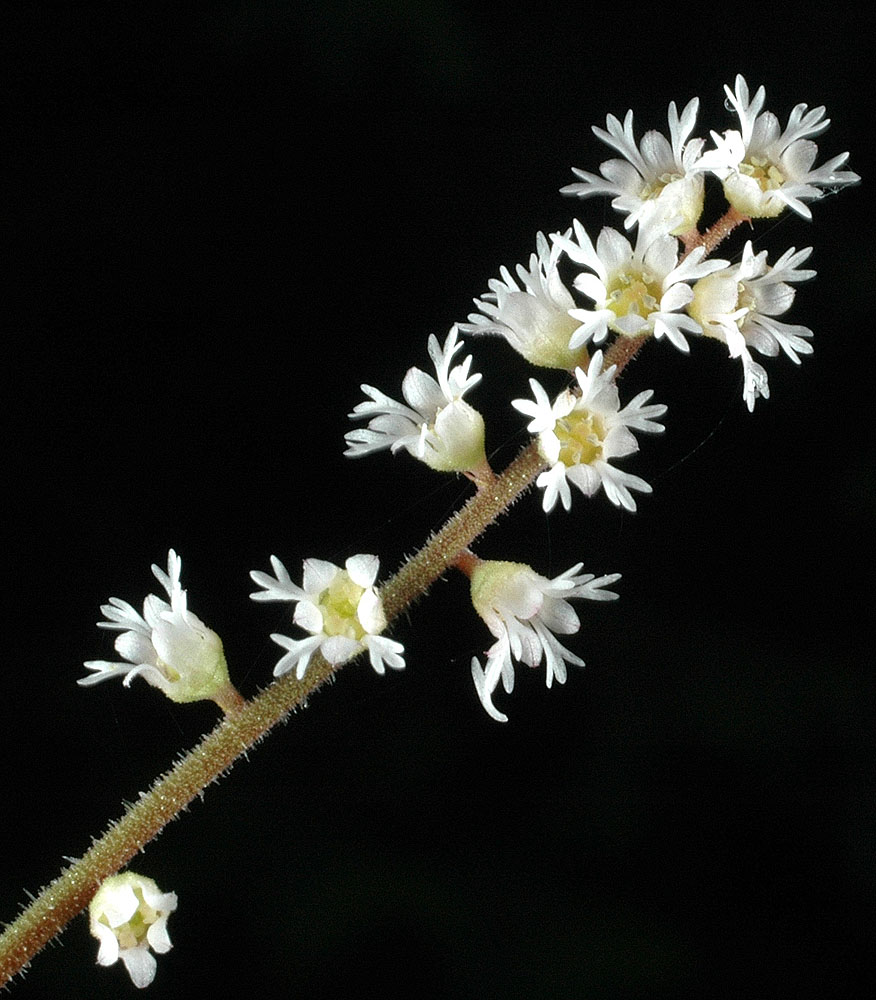 Flora of Eastern Washington Image: Mitella trifida