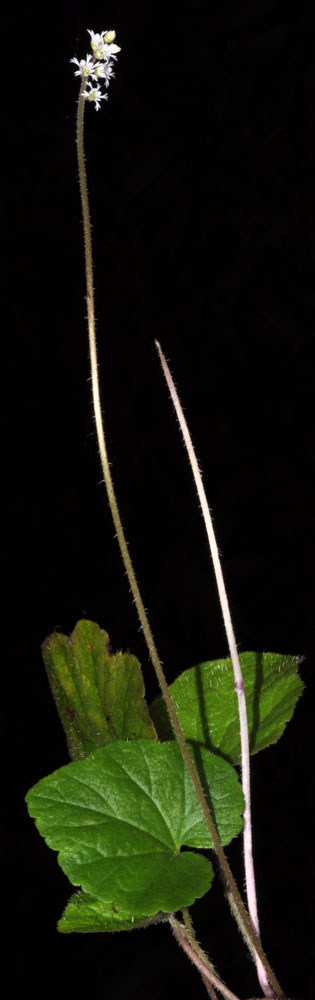 Flora of Eastern Washington Image: Ozomelis trifida