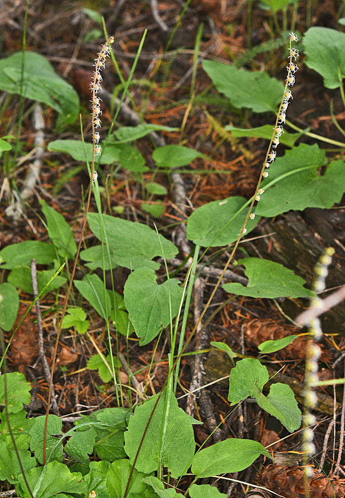 Flora of Eastern Washington Image: Ozomelis stauropetala