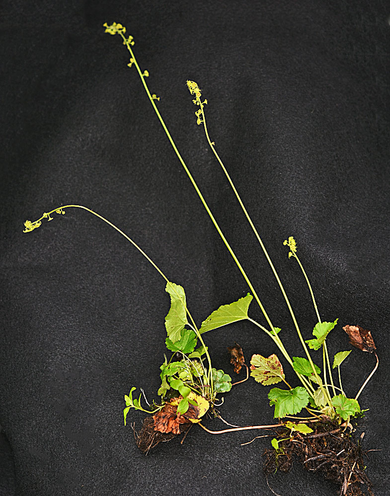 Flora of Eastern Washington Image: Pectiantia pentandra