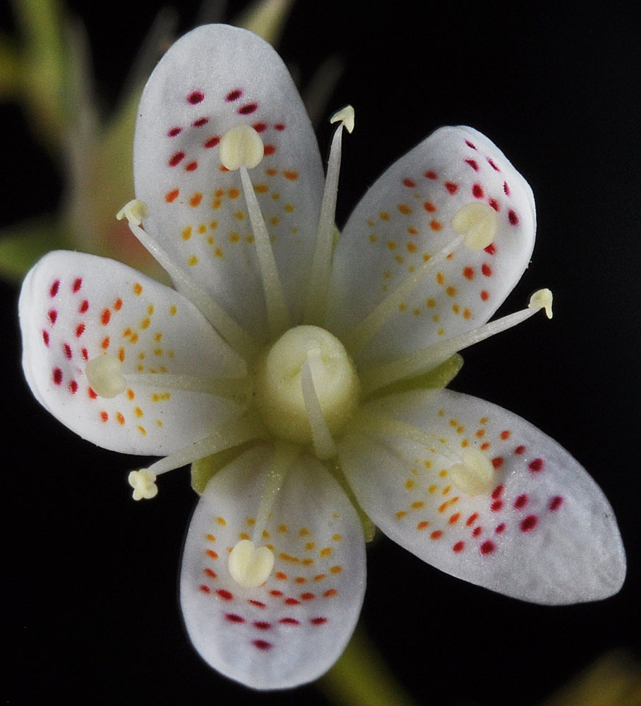 Flora of Eastern Washington Image: Saxifraga austromontana
