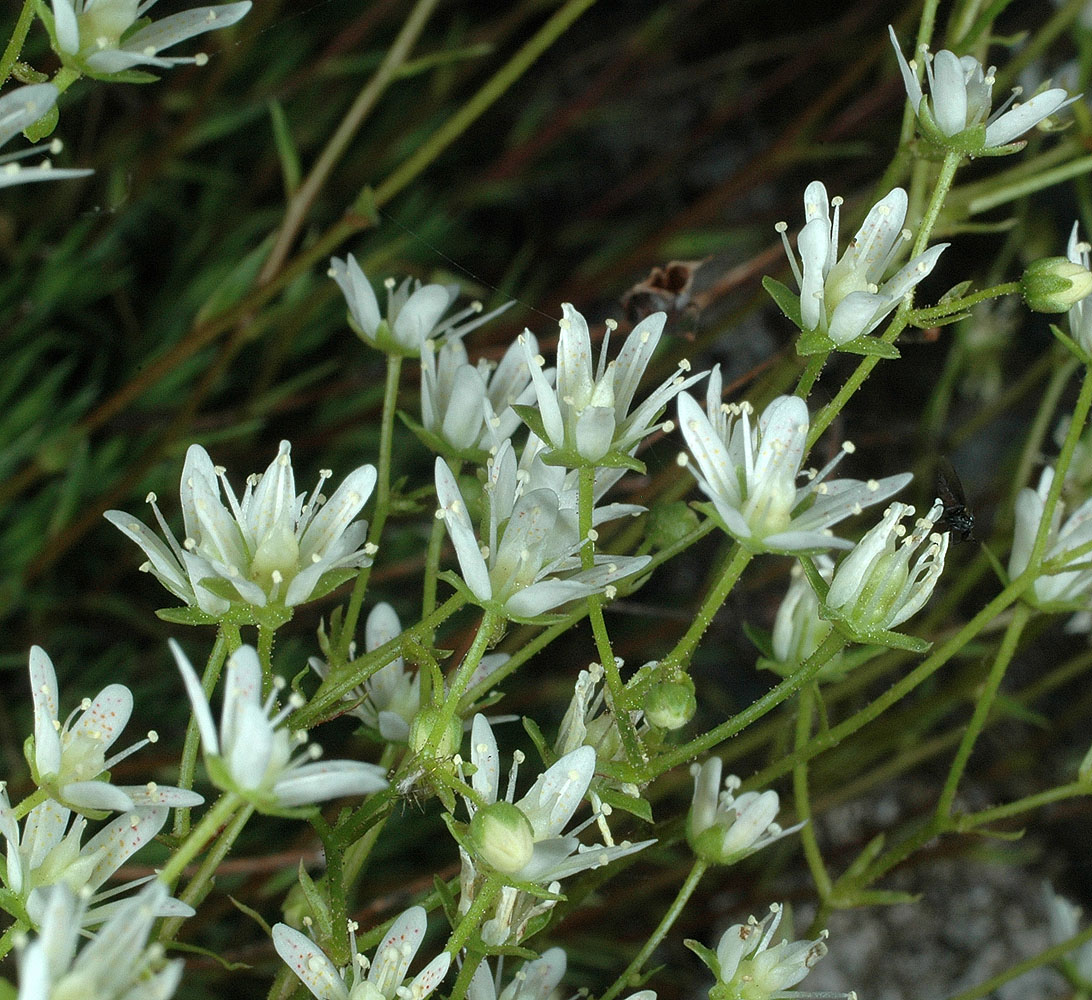 Flora of Eastern Washington Image: Saxifraga austromontana