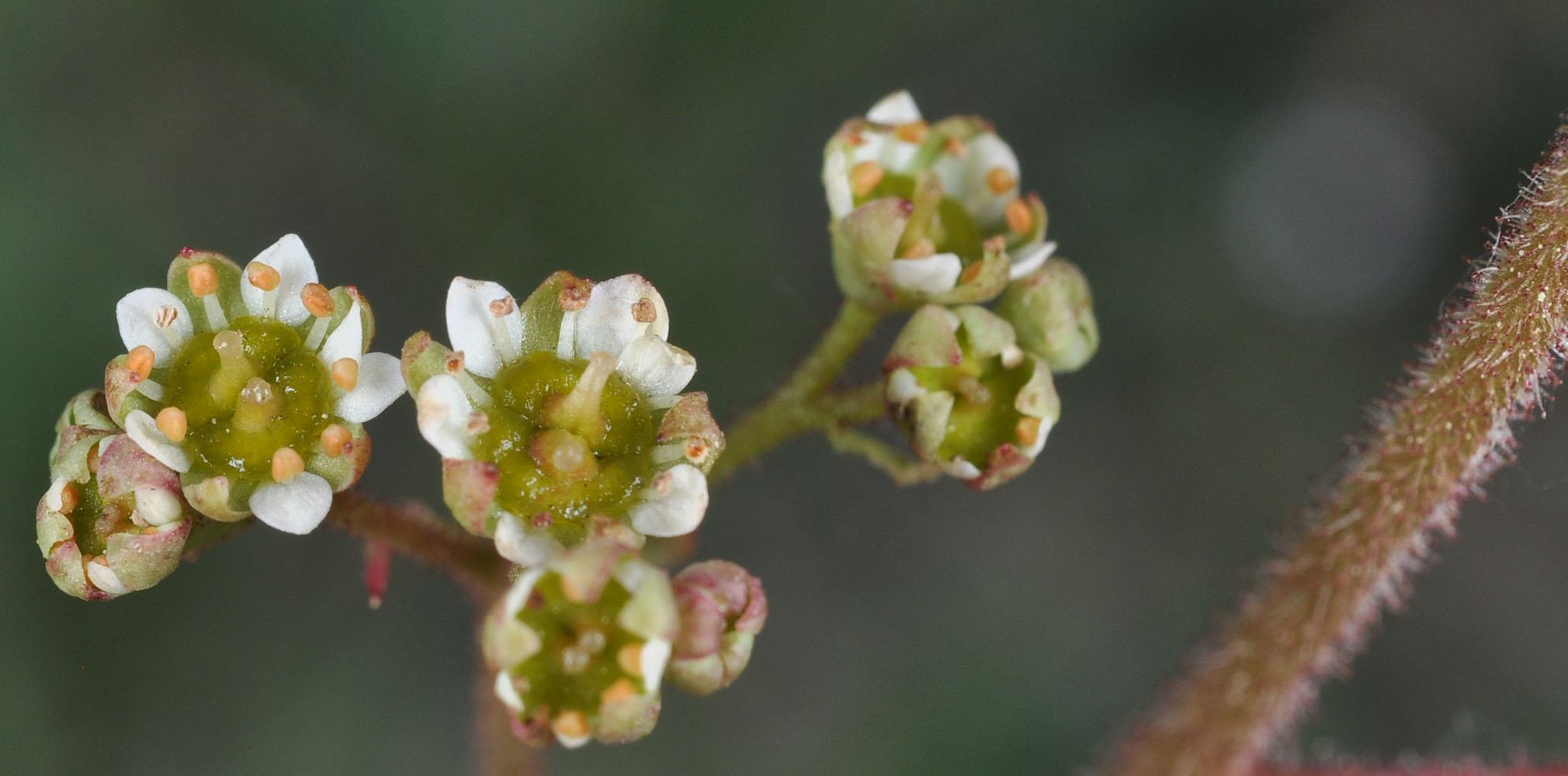 Flora of Eastern Washington Image: Micranthes integrifolia