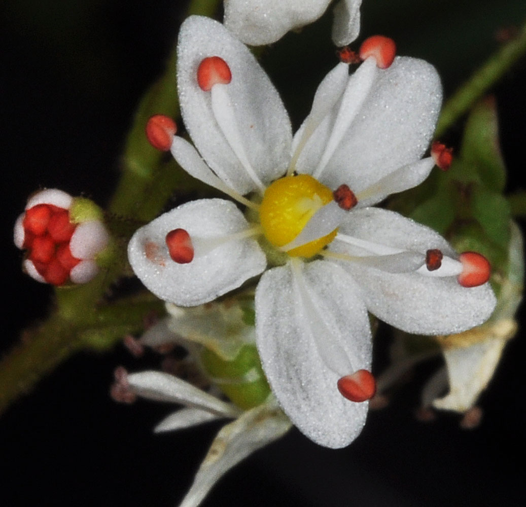 Flora of Eastern Washington Image: Saxifraga mertensiana