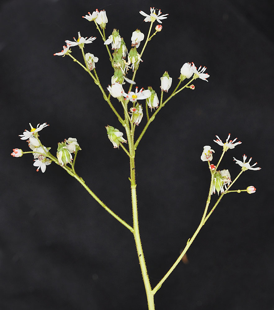 Flora of Eastern Washington Image: Saxifraga mertensiana