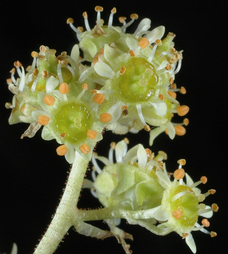 Flora of Eastern Washington Image: Micranthes nidifica