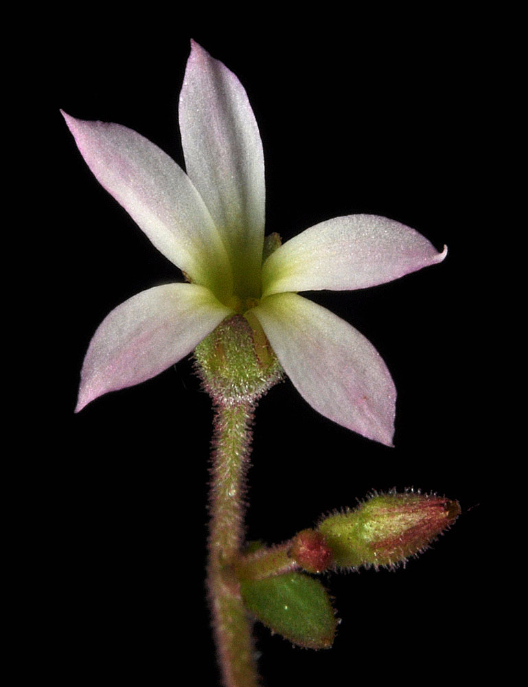 Flora of Eastern Washington Image: Suksdorfia violacea