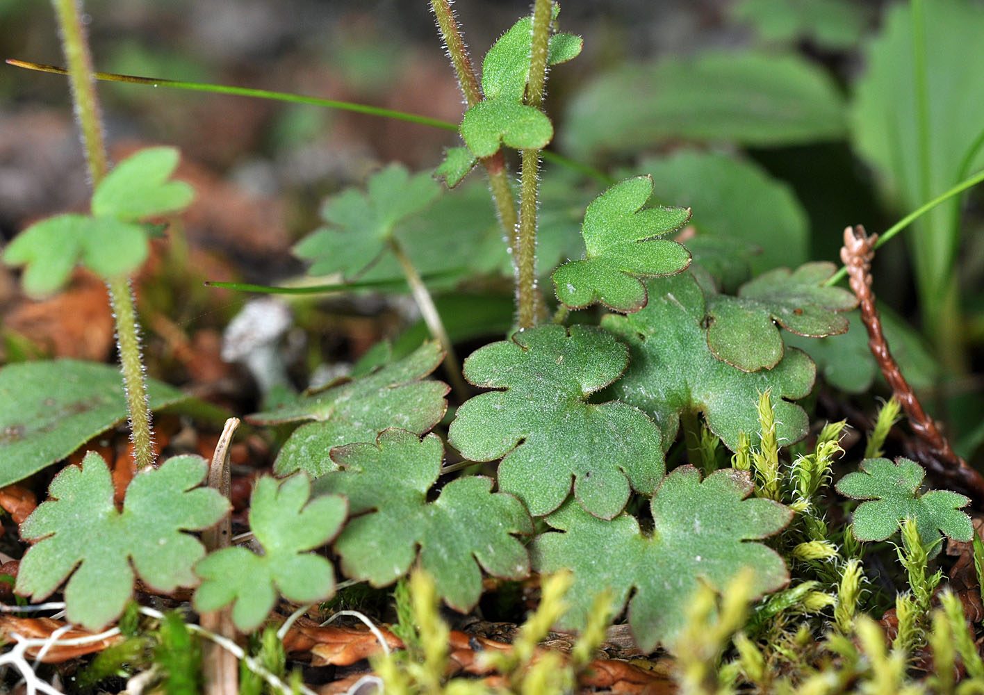 Flora of Eastern Washington Image: Suksdorfia violacea