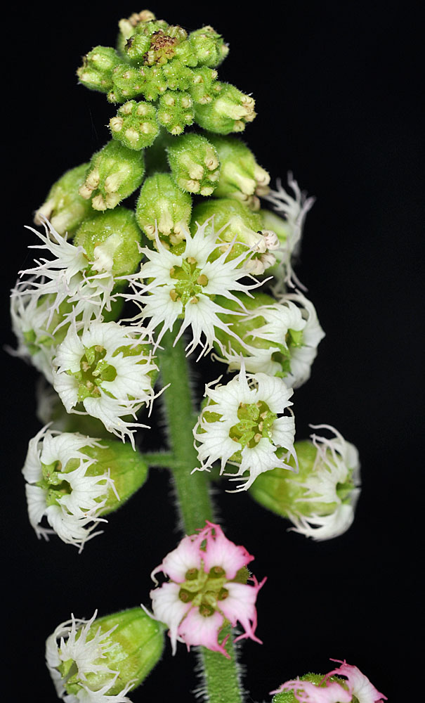 Flora of Eastern Washington Image: Tellima grandiflora