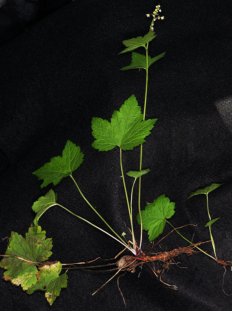 Flora of Eastern Washington Image: Tiarella trifoliata unifoliata