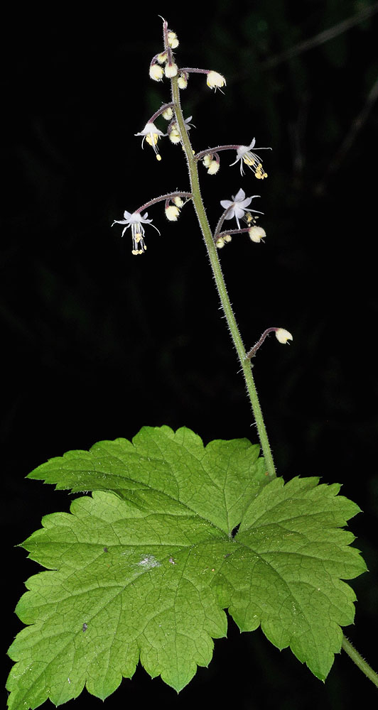 Flora of Eastern Washington Image: Tiarella trifoliata unifoliata