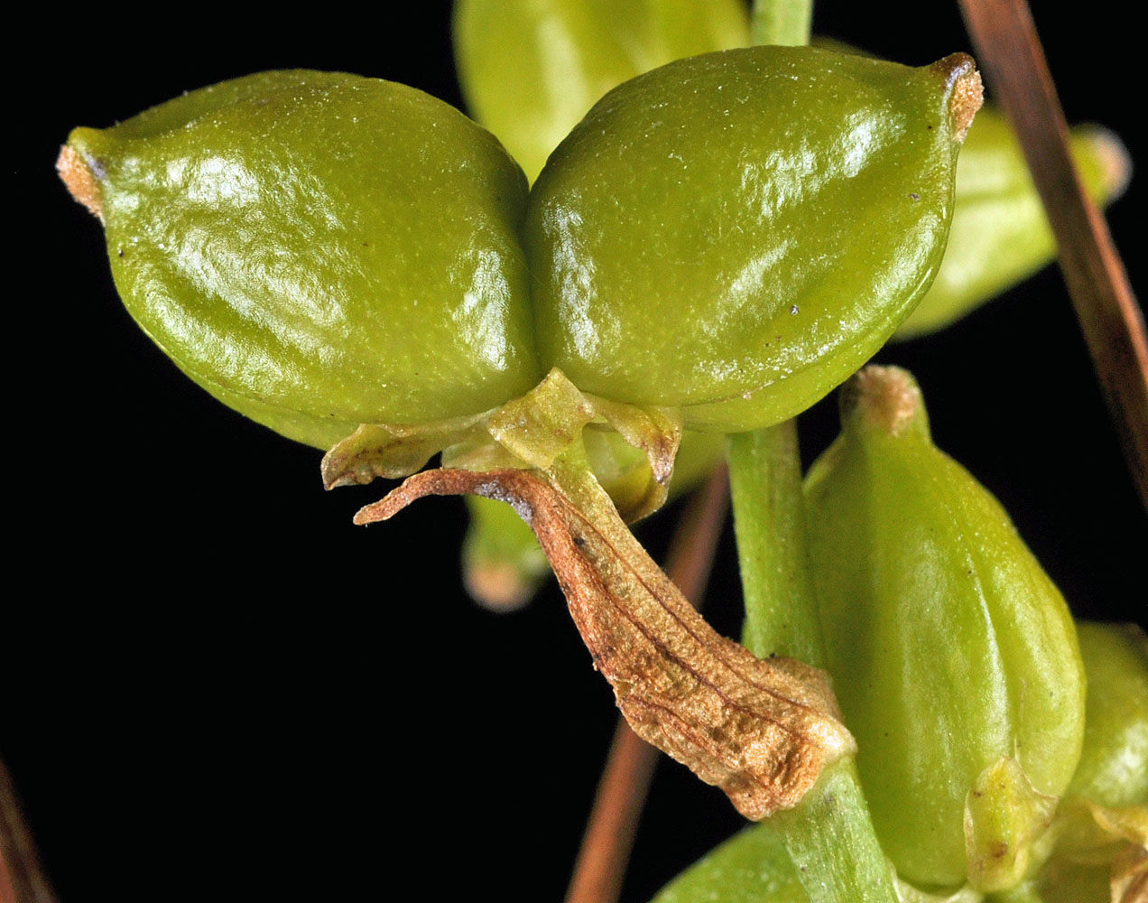 Flora of Eastern Washington Image: Scheuchzeria palustris