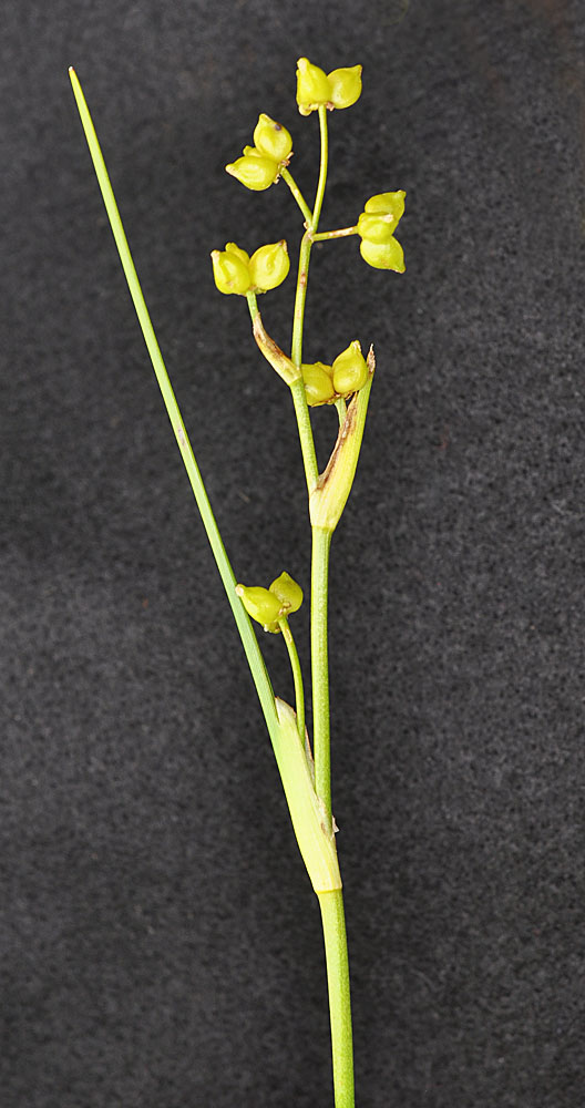 Flora of Eastern Washington Image: Scheuchzeria palustris