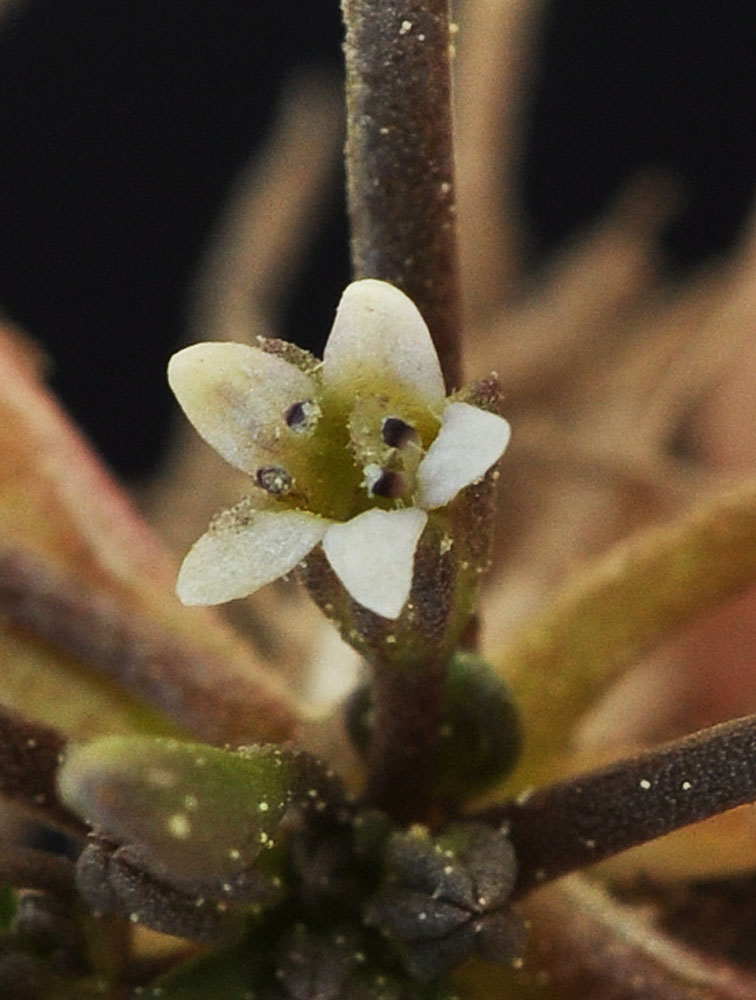 Flora of Eastern Washington Image: Limosella aquatica