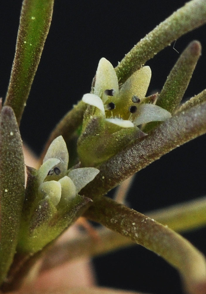 Flora of Eastern Washington Image: Limosella aquatica