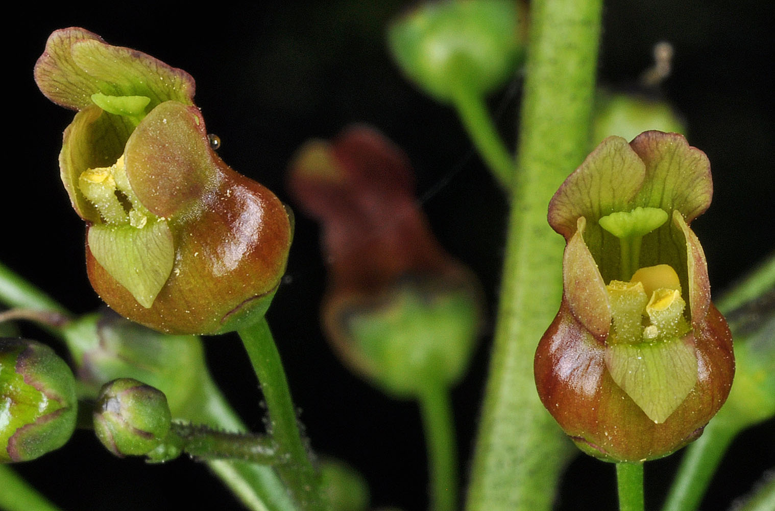Flora of Eastern Washington Image: Scrophularia lanceolata