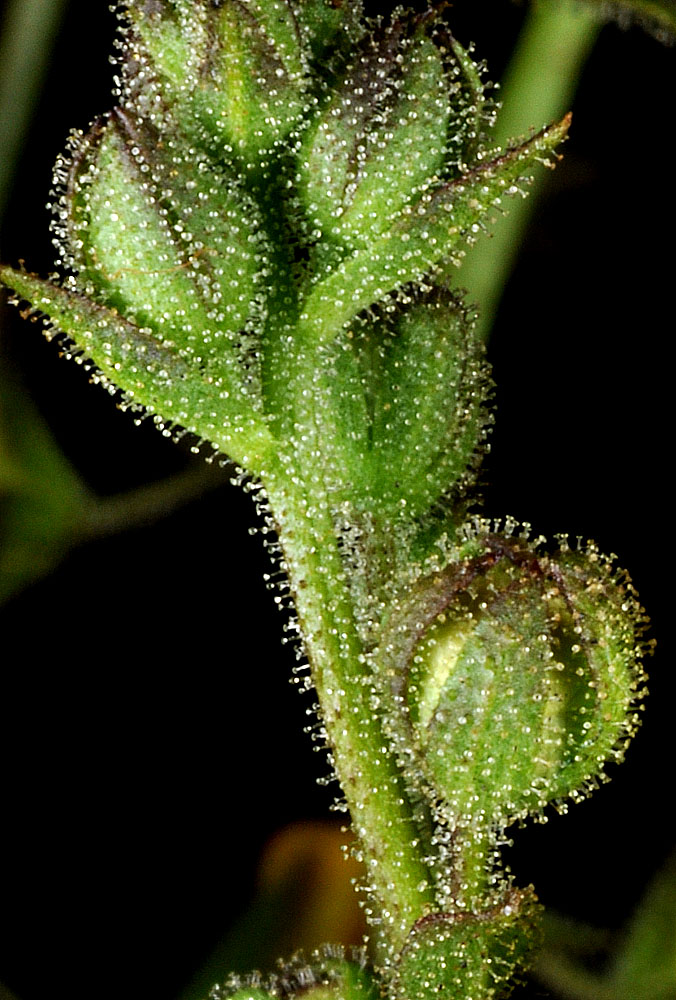 Flora of Eastern Washington Image: Verbascum blattaria
