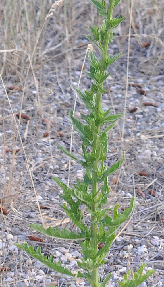 Flora of Eastern Washington Image: Verbascum blattaria