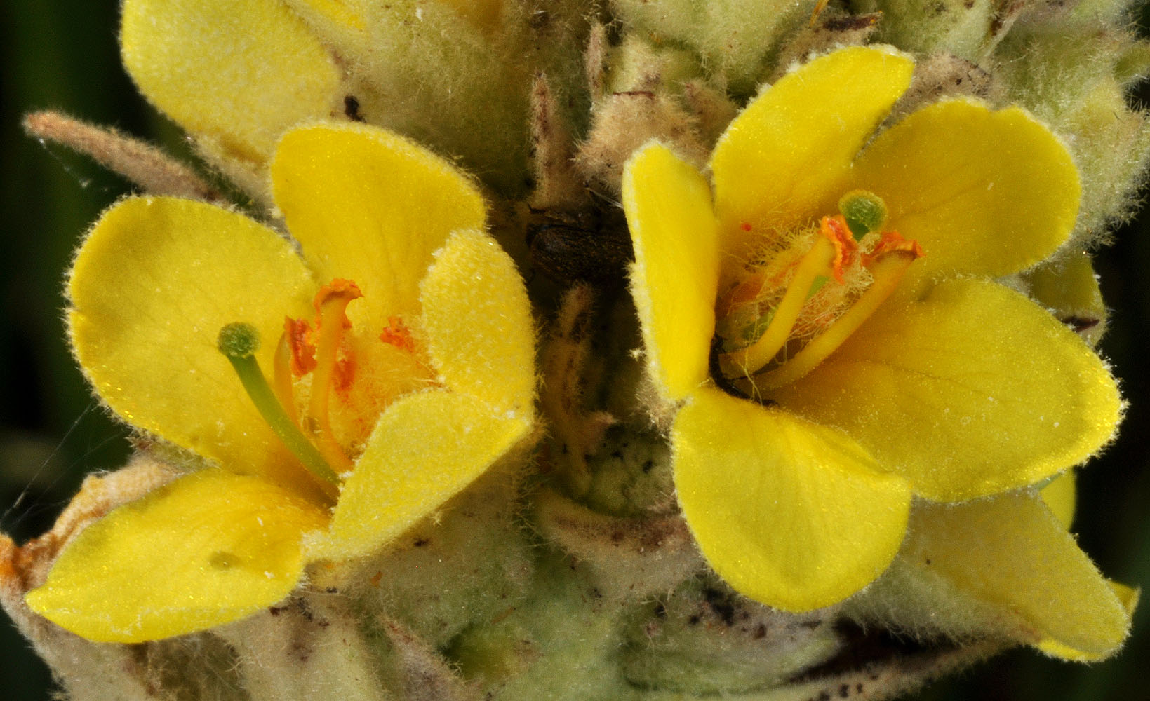 Flora of Eastern Washington Image: Verbascum thapsus