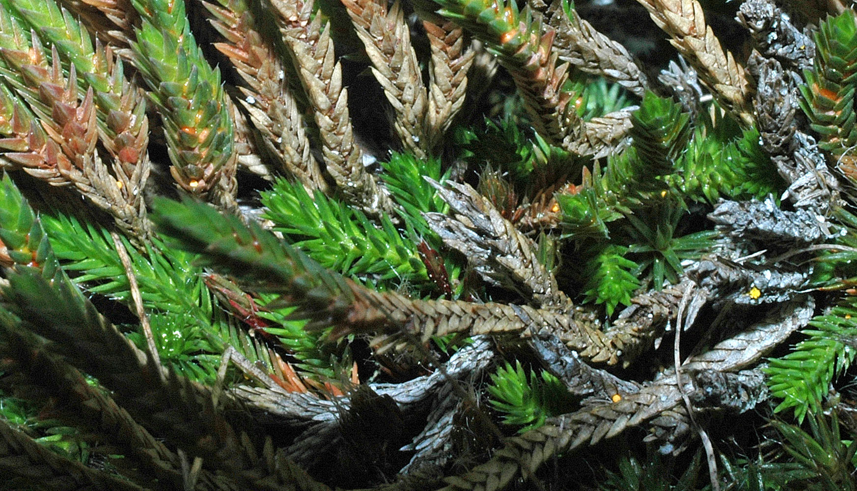 Flora of Eastern Washington Image: Selaginella scopulorum