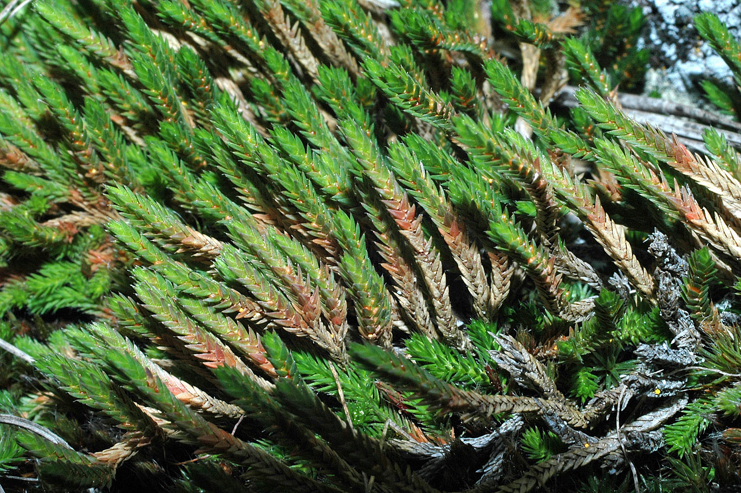 Flora of Eastern Washington Image: Selaginella scopulorum