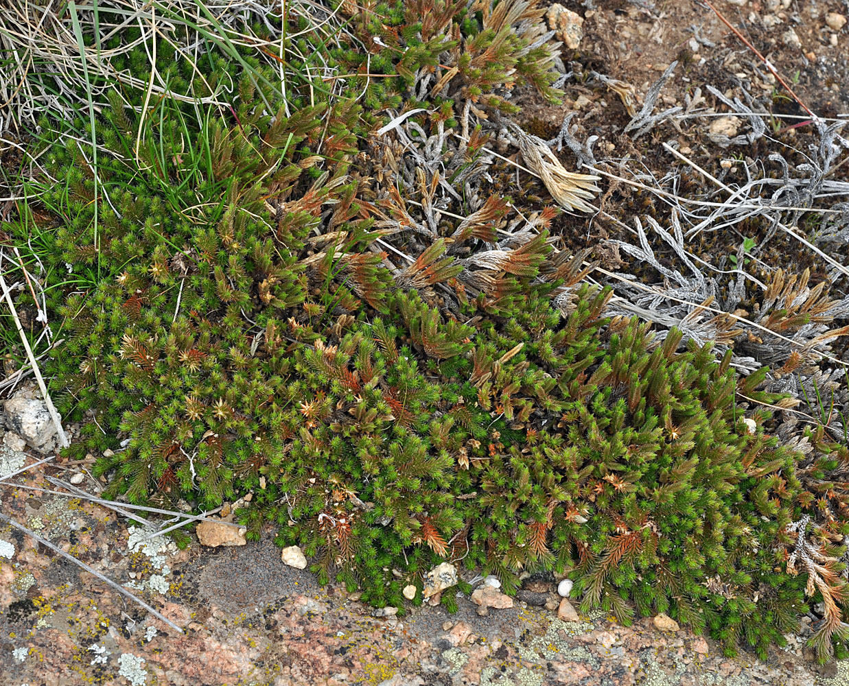 Flora of Eastern Washington Image: Selaginella wallacei