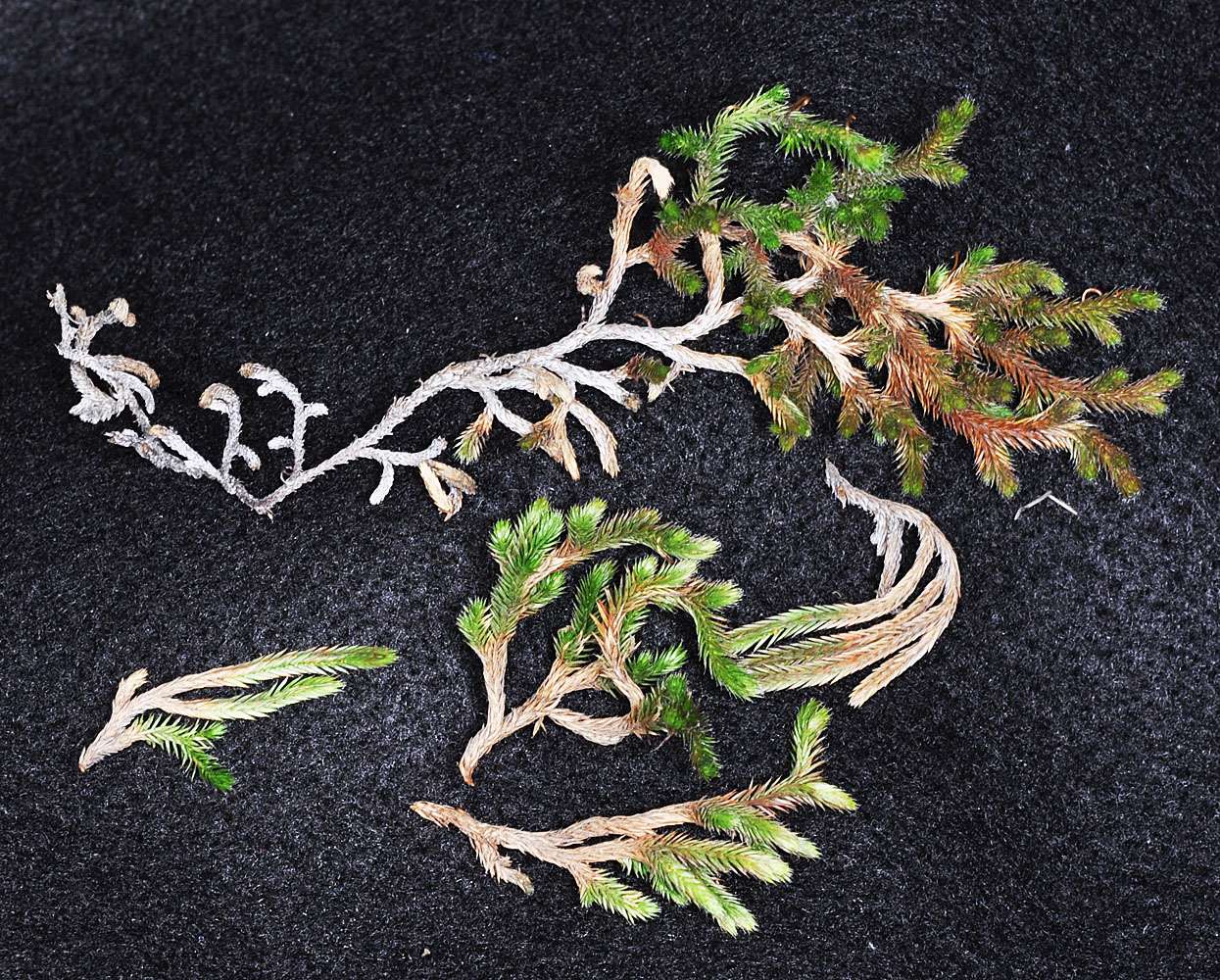 Flora of Eastern Washington Image: Selaginella wallacei