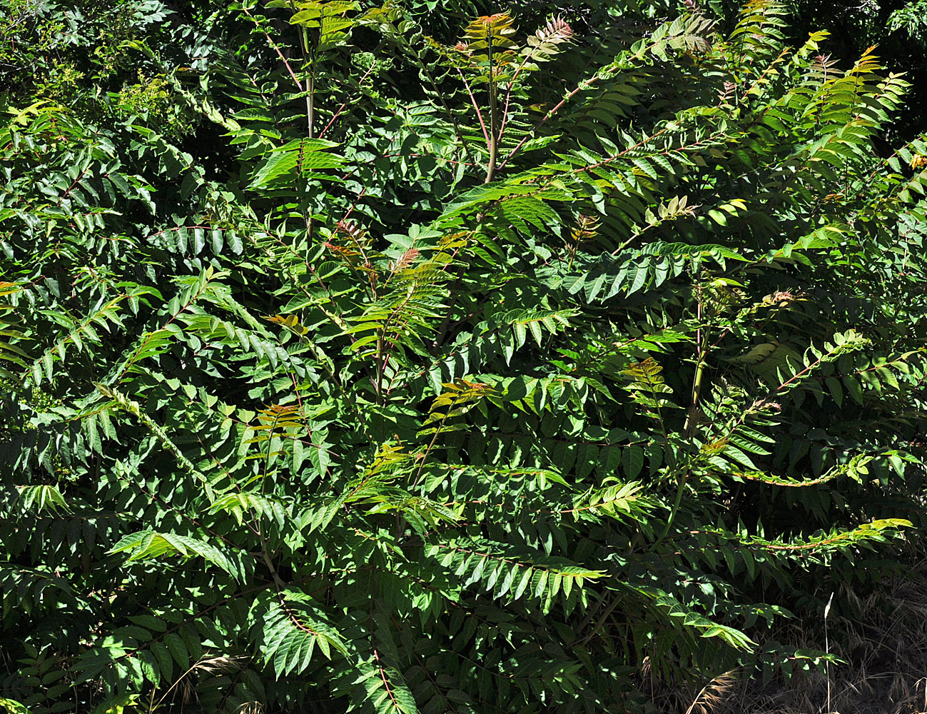 Flora of Eastern Washington Image: Ailanthus altissima