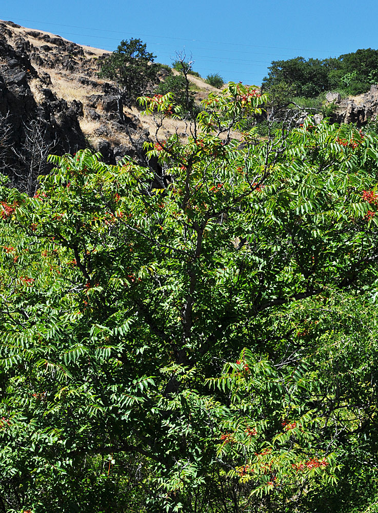 Flora of Eastern Washington Image: Ailanthus altissima