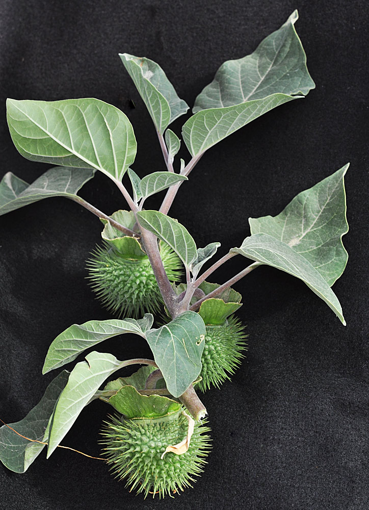 Flora of Eastern Washington Image: Datura wrightii
