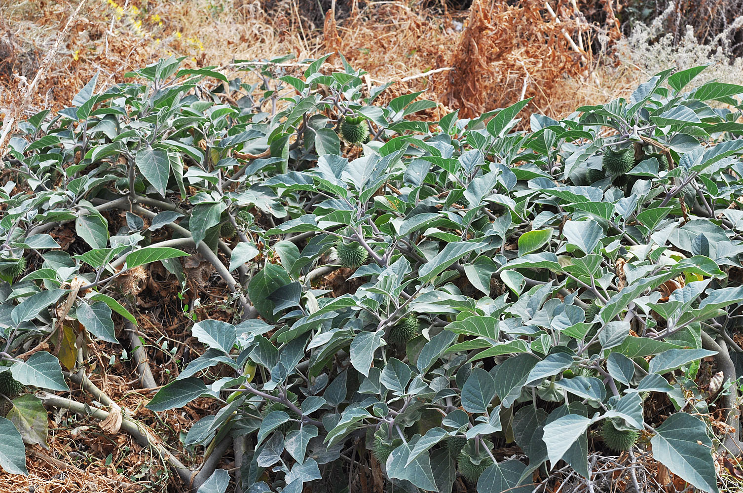 Flora of Eastern Washington Image: Datura wrightii