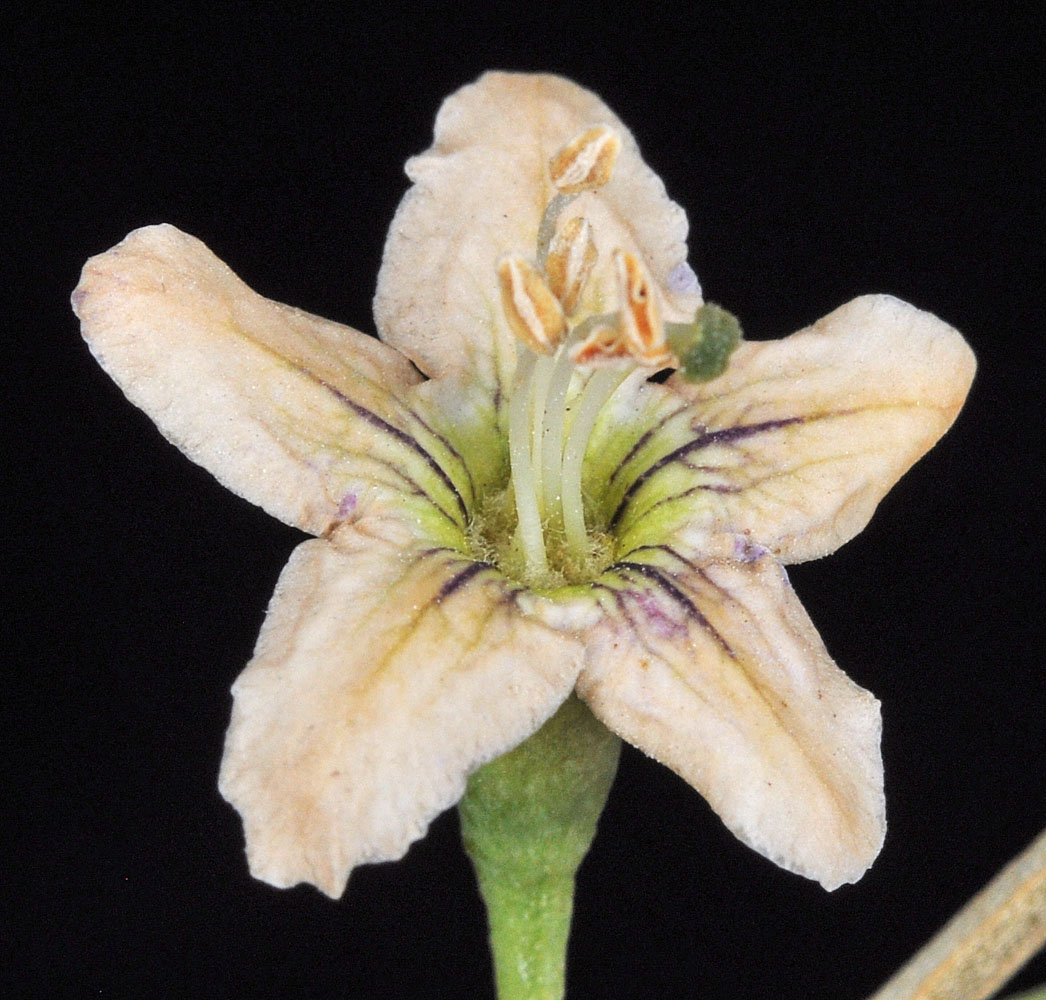 Flora of Eastern Washington Image: Lycium barbarum