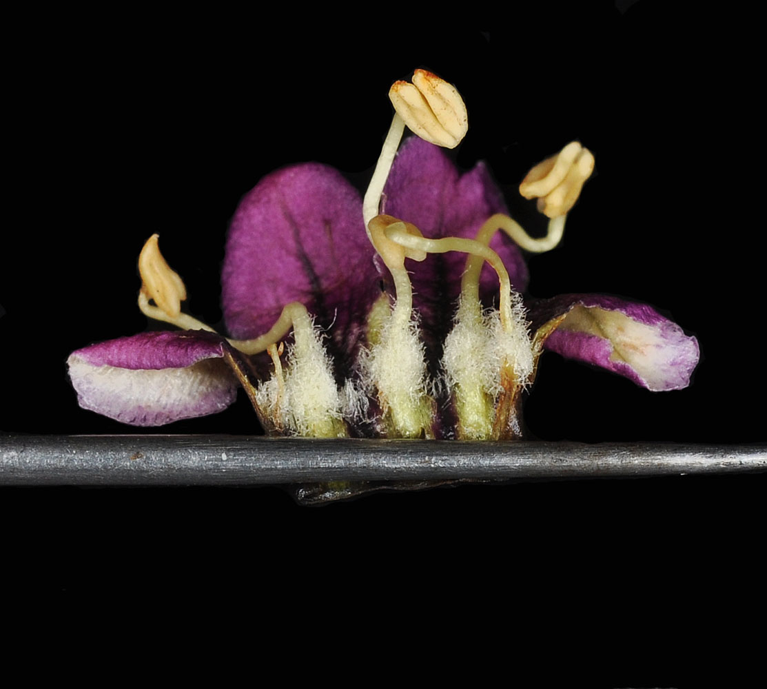 Flora of Eastern Washington Image: Lycium barbarum