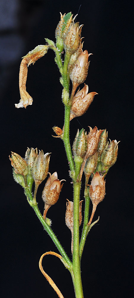 Flora of Eastern Washington Image: Nicotiana attenuata