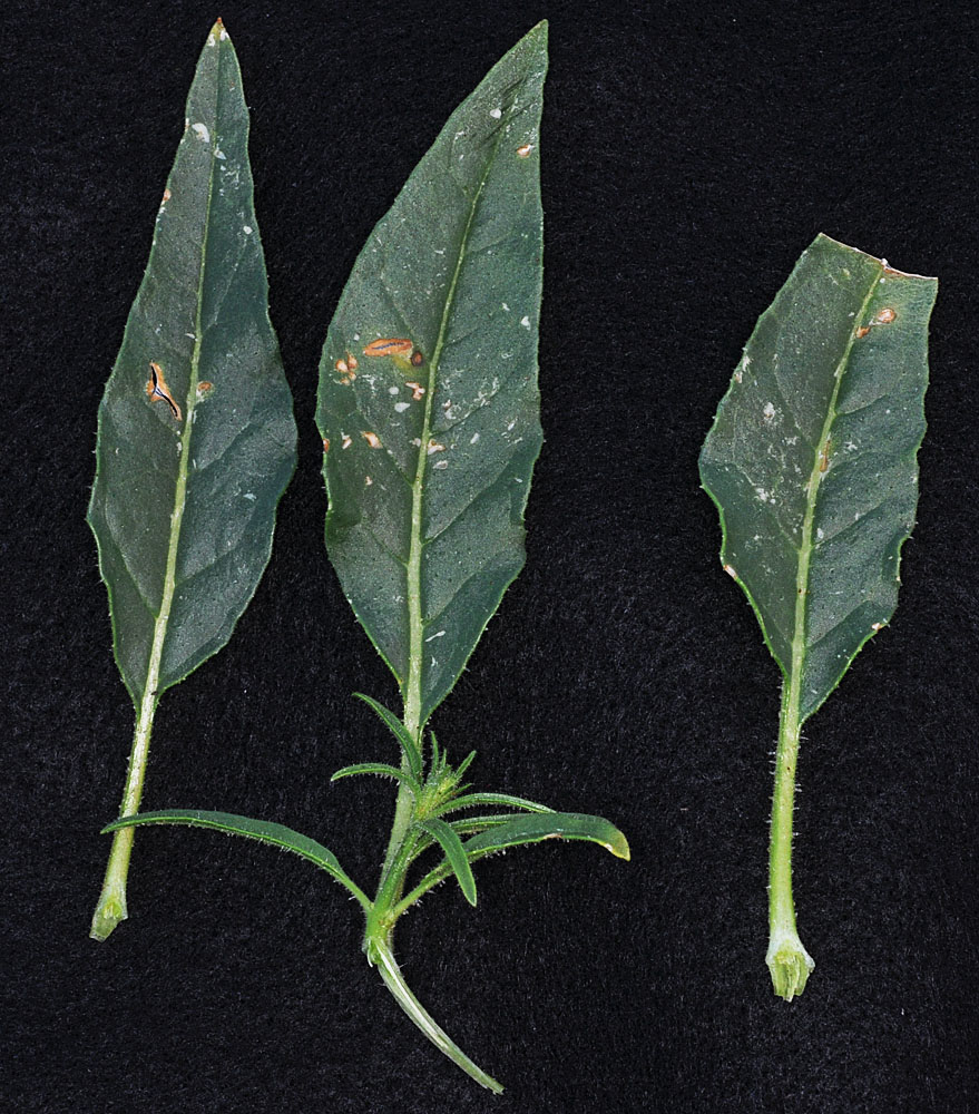 Flora of Eastern Washington Image: Nicotiana attenuata