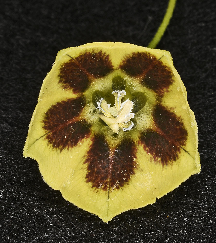 Flora of Eastern Washington Image: Physalis longifolia