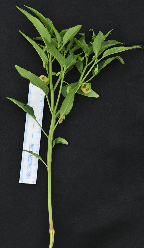 Flora of Eastern Washington Image: Physalis longifolia