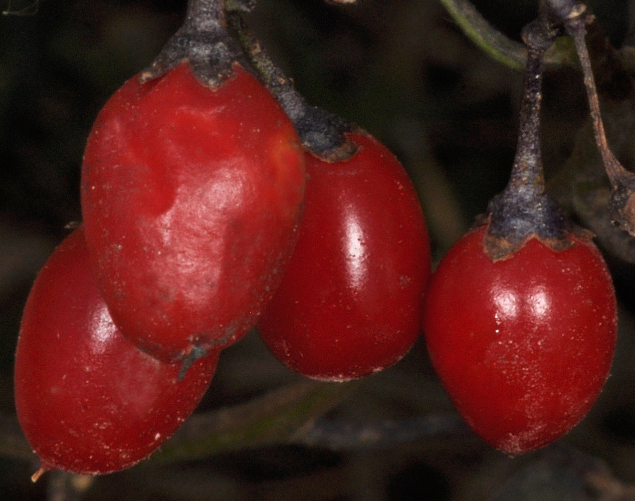 Flora of Eastern Washington Image: Solanum dulcamara