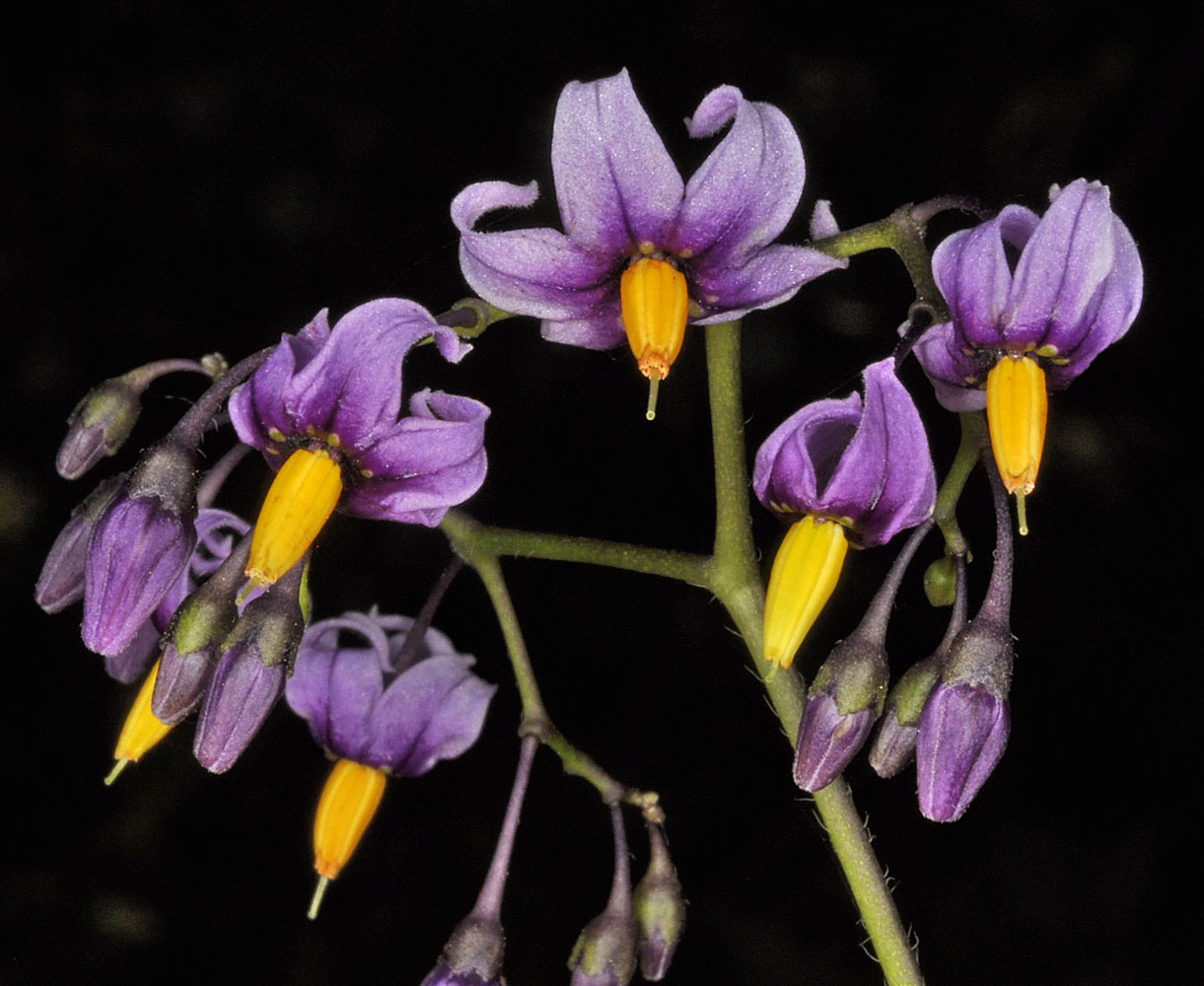 Flora of Eastern Washington Image: Solanum dulcamara