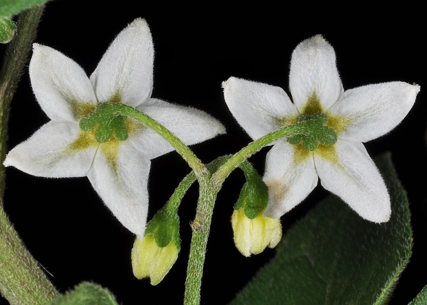 Flora of Eastern Washington Image: Solanum nigrum