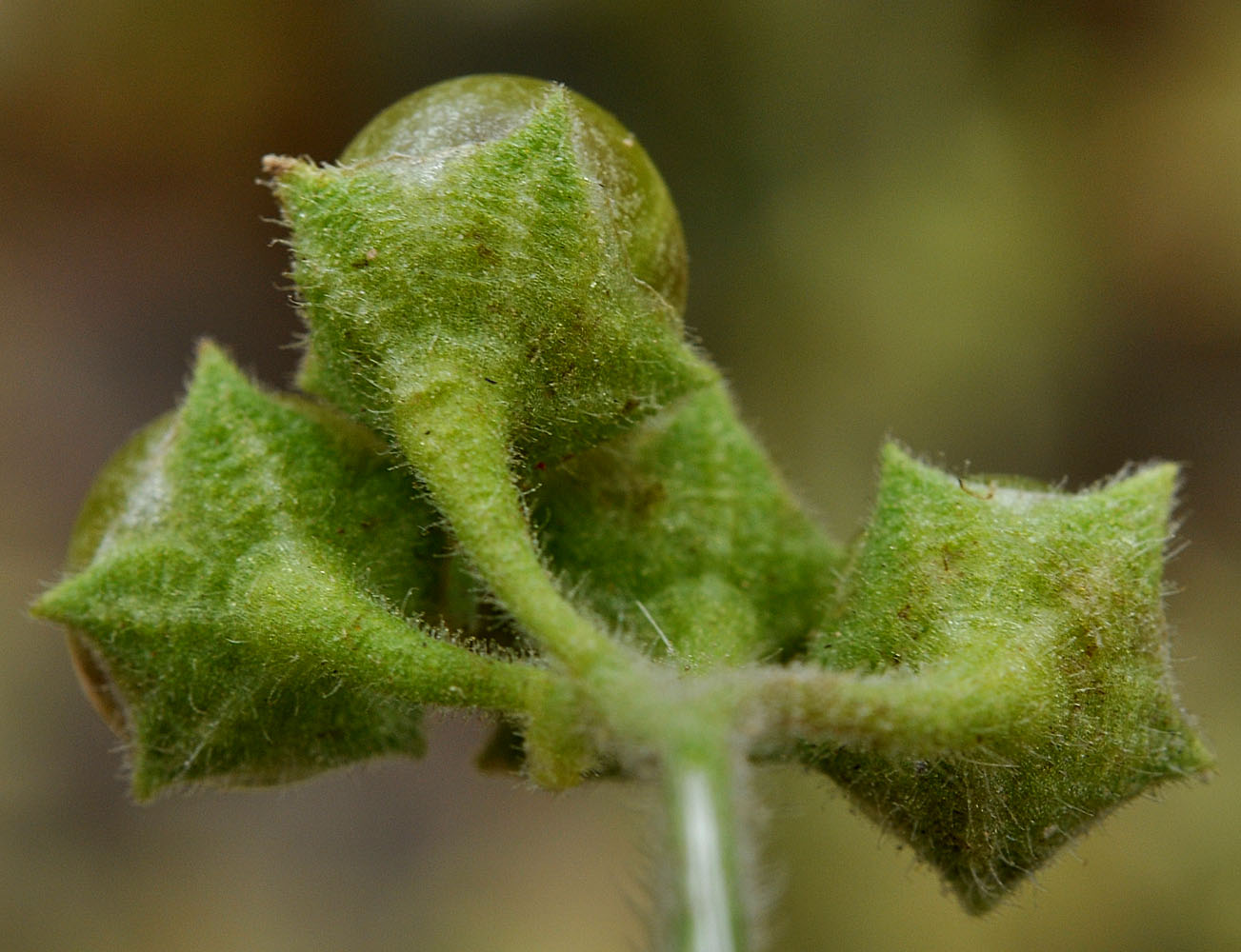 Flora of Eastern Washington Image: Solanum physalifolium
